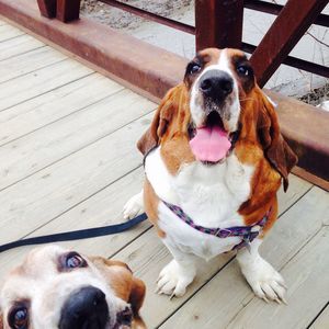 Meet your Posher, Loretta